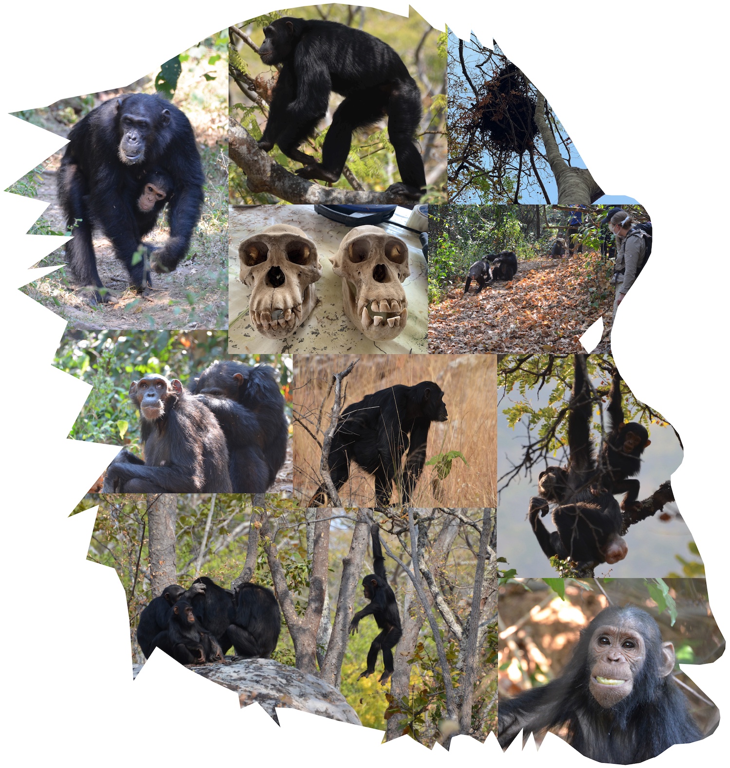 Chimpanzees of East Africa