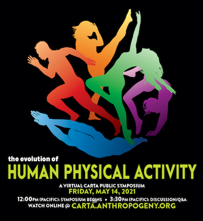 The Evolution of Human Physical Activity