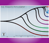 Primate Phylogeny