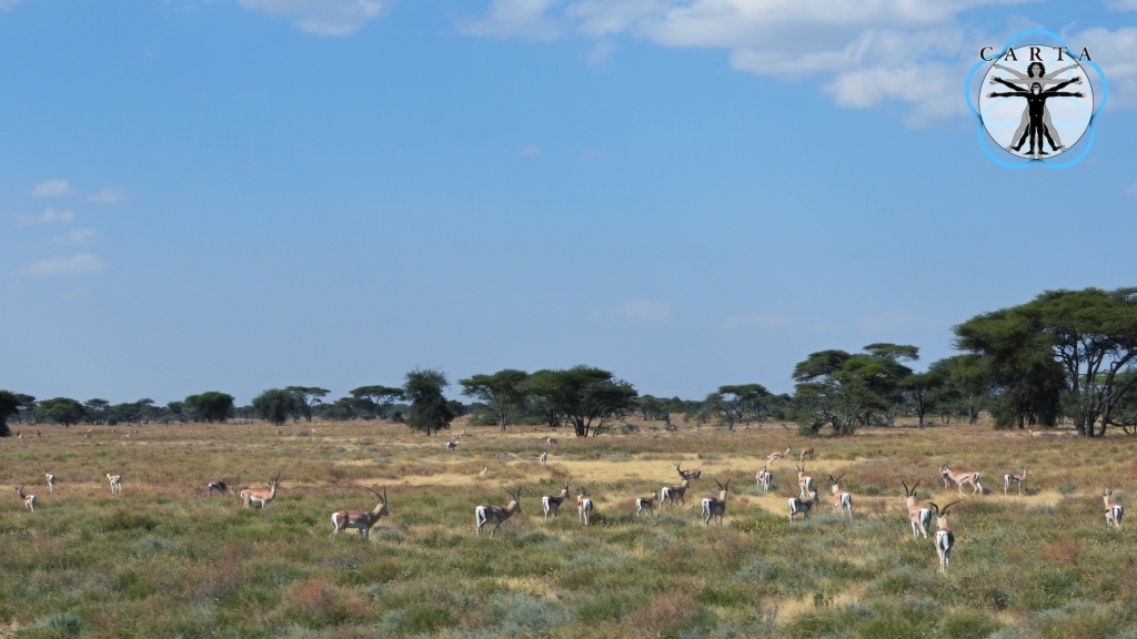 Location: Serengeti National Park, Tanzania. Photo credit: Pascal Gagneux. © 2021