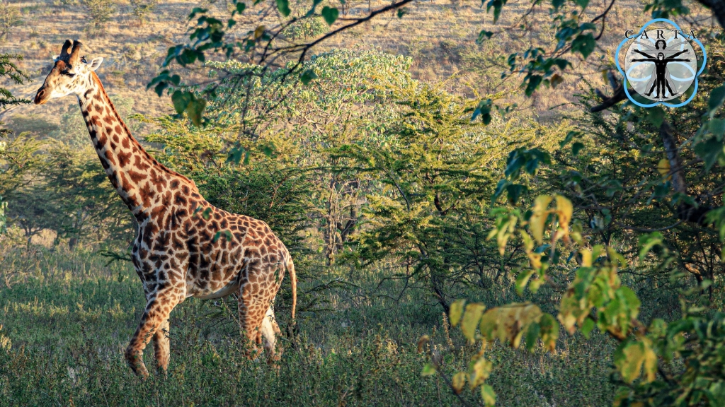 Location: Serengeti National Park, Tanzania. Photo credit: Pascal Gagneux.
