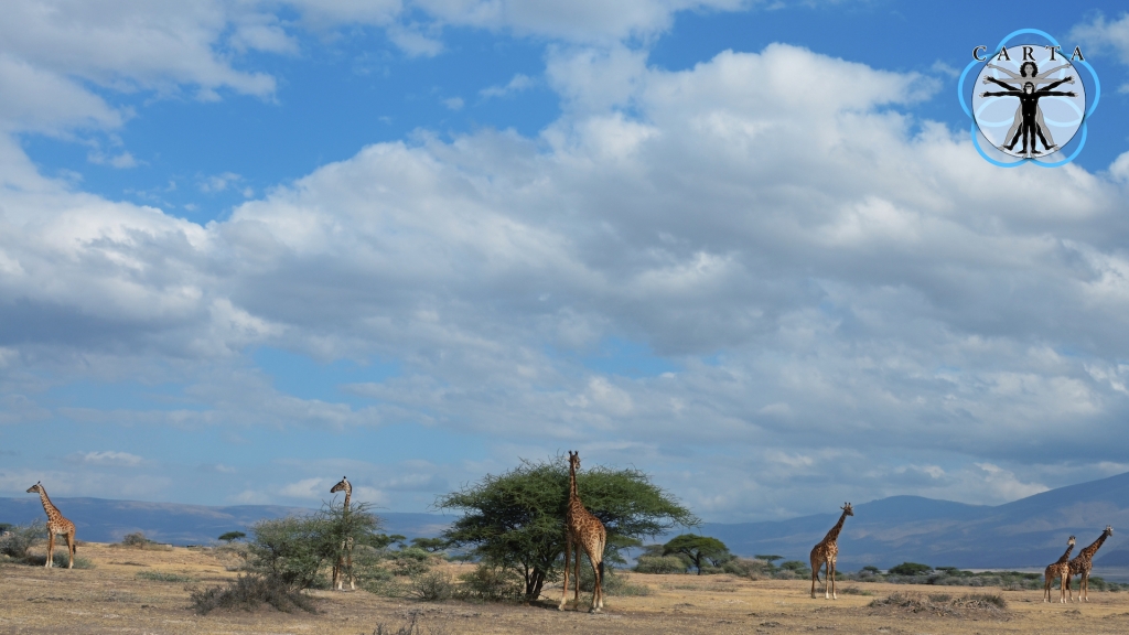 Location: Serengeti National Park, Tanzania. Photo credit: Pascal Gagneux.