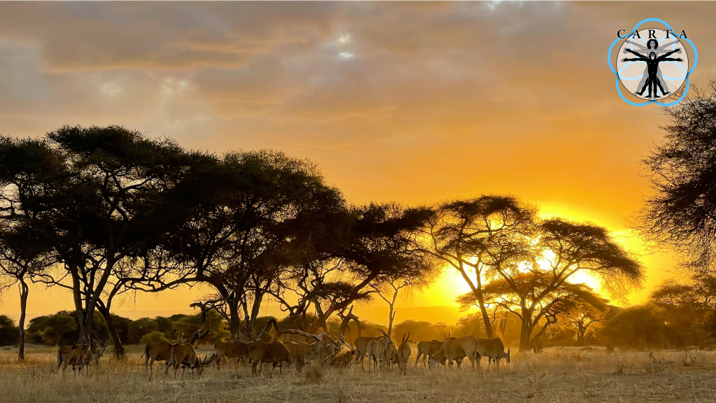 Location: Tarangire National Park, Tanzania. Photo credit: Jesse Robie. © 2023