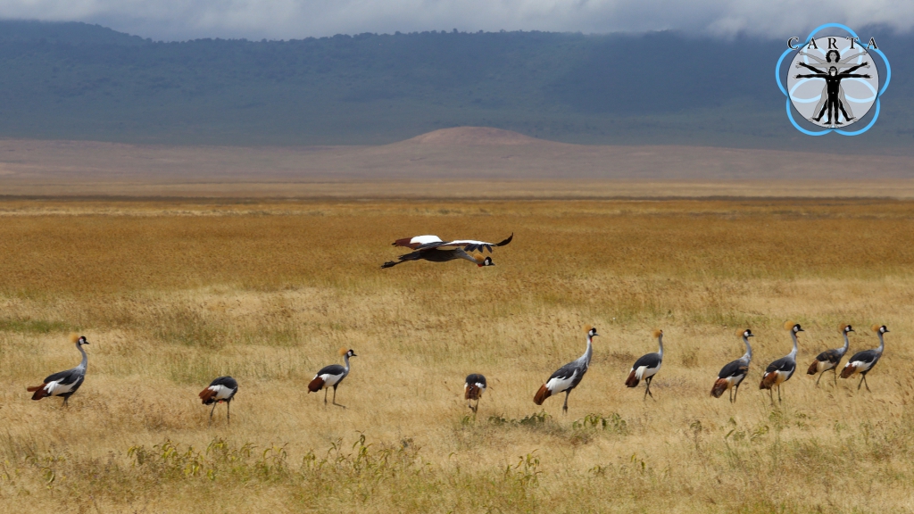 Location: Ngorongoro Conservation Area, Tanzania. Photo credit: Linda Nelson.
