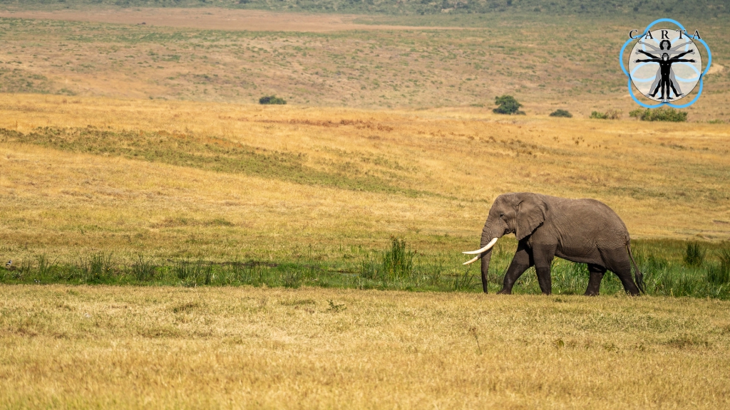 Location: Ngorongoro Conservation Area, Tanzania. Photo credit: Anupam Garg.