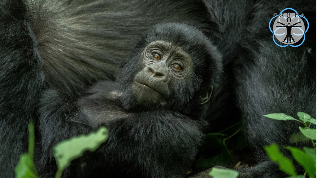 Location: Virunga National Park, DRC. Photo credit: Anupam Garg. © 2020