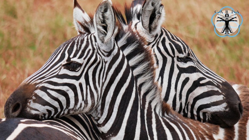 Location: Ngorongoro Conservation Area, Tanzania. Photo credit: Megan Kirchgessner. © 2020