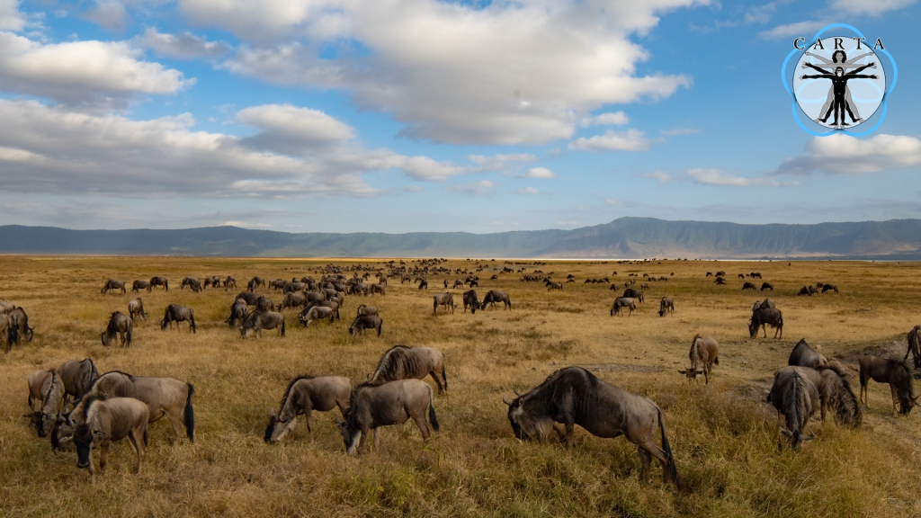 Location: Ngorongoro Conservation Area, Tanzania. Photo credit: Linda Nelson.